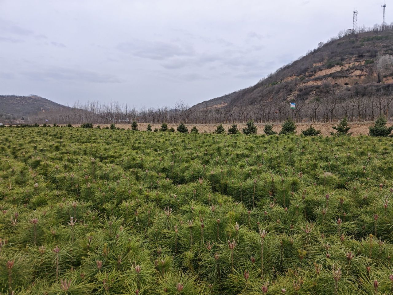 盤克鎮(zhèn)：以苗木產(chǎn)業(yè)激活鄉(xiāng)村振興新動能