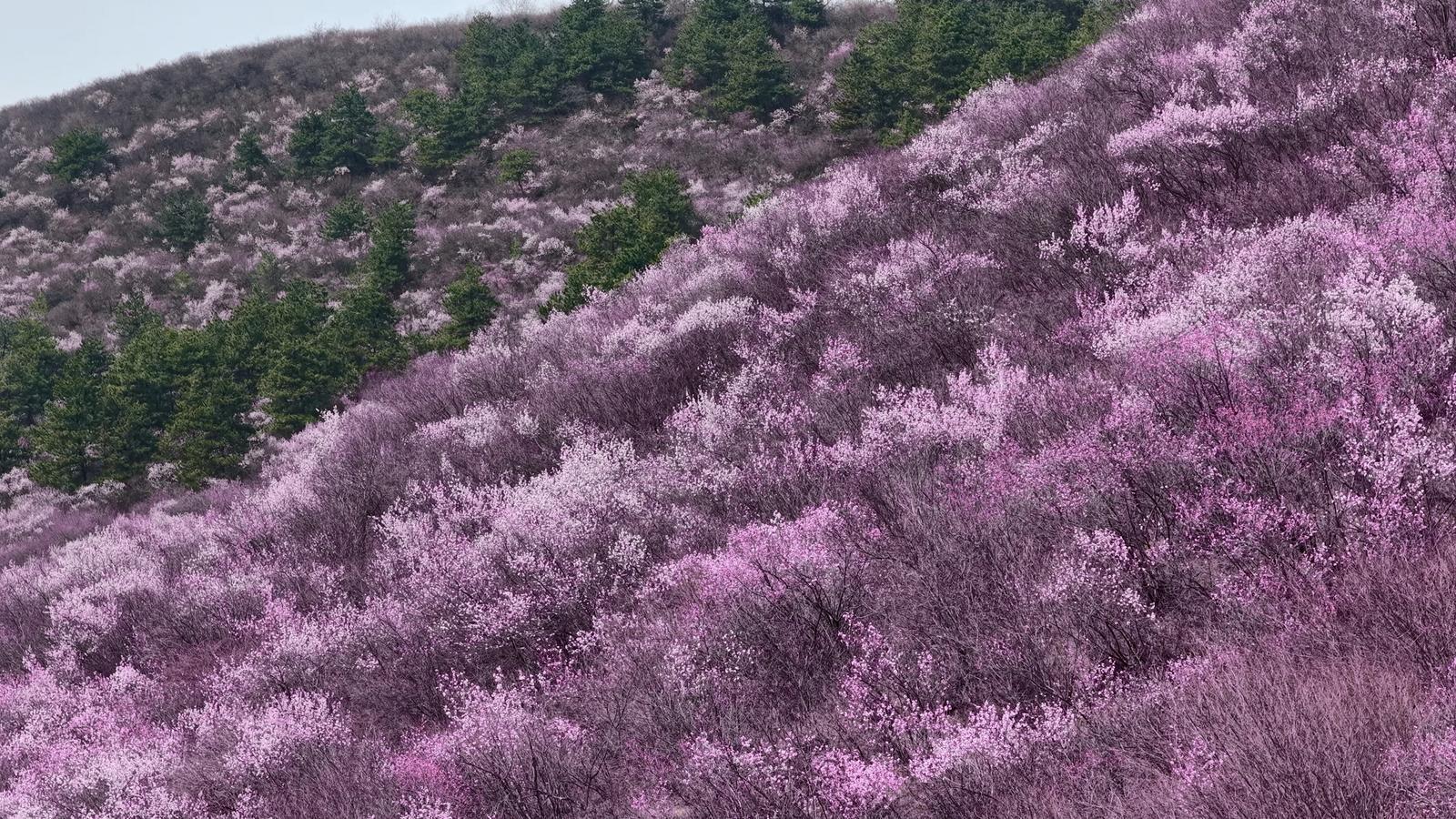 【攝影報道】正寧縣孟河三道灣：桃花綻艷醉春風(fēng)