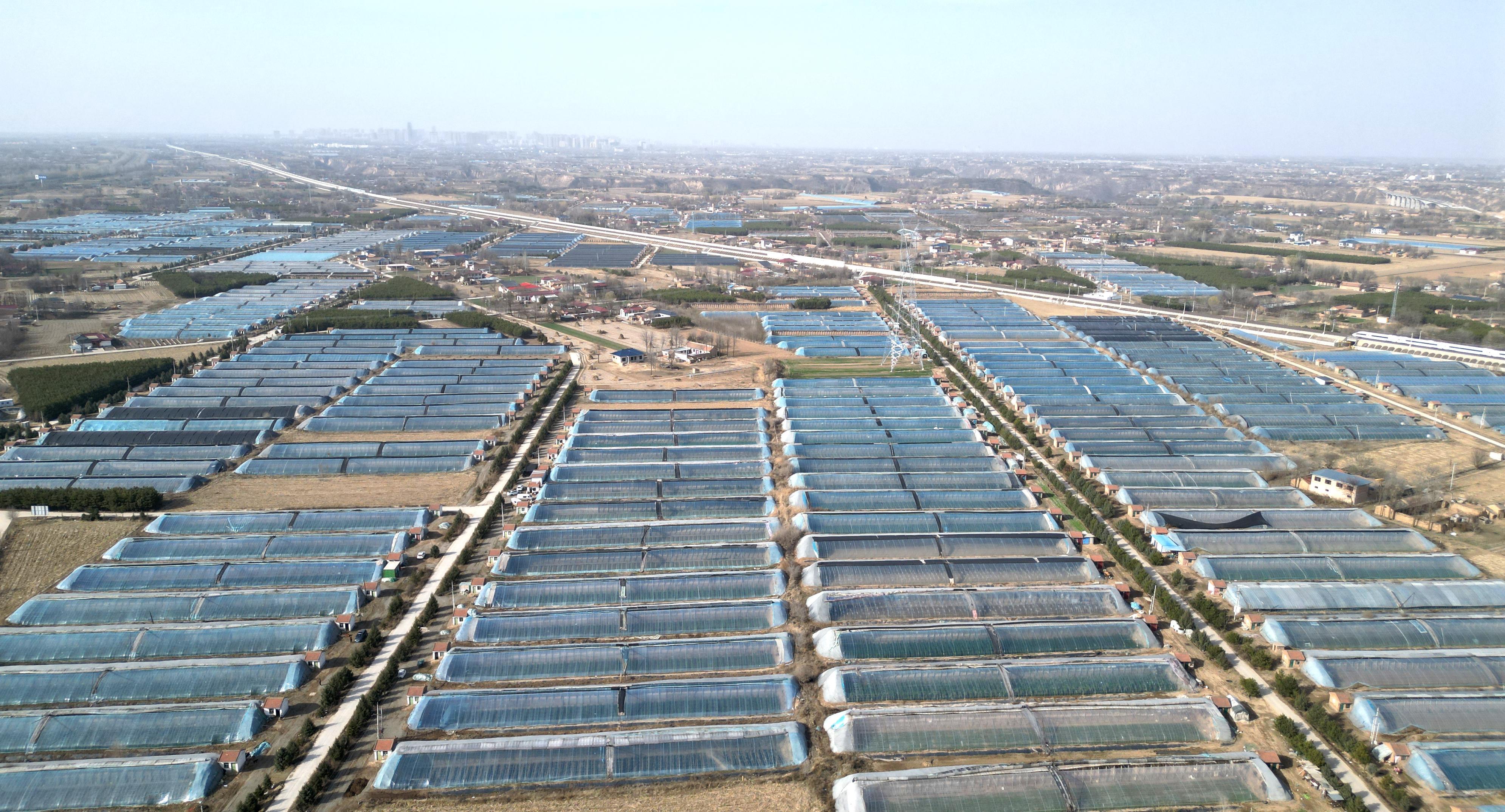 甘肅西峰：菌菜輪作“棚”勃發(fā)展 繪就春耕新“豐”景