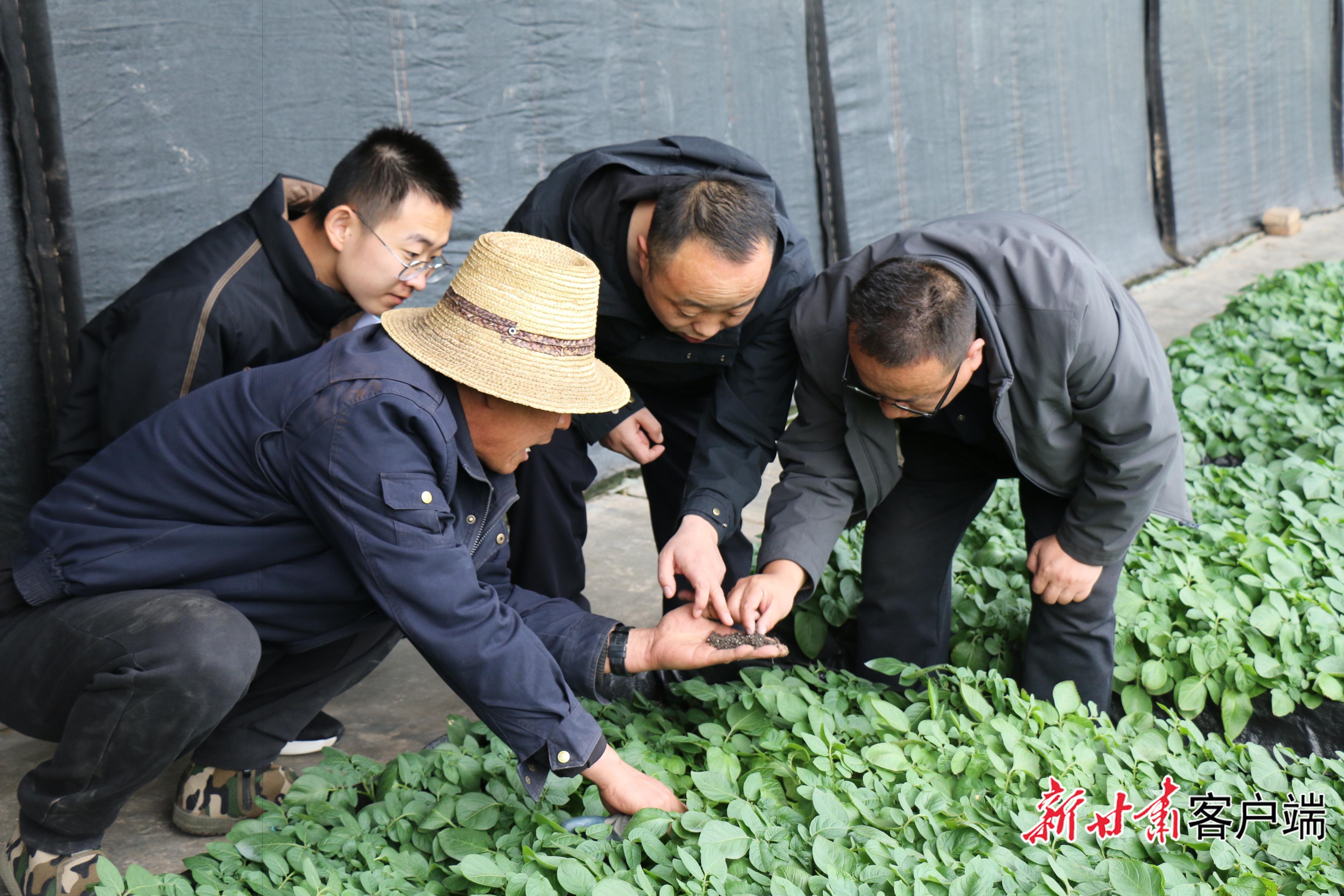 從“看天吃飯”到“知天而作”——定西馬鈴薯產(chǎn)業(yè)高質(zhì)量發(fā)展背后的氣象力量