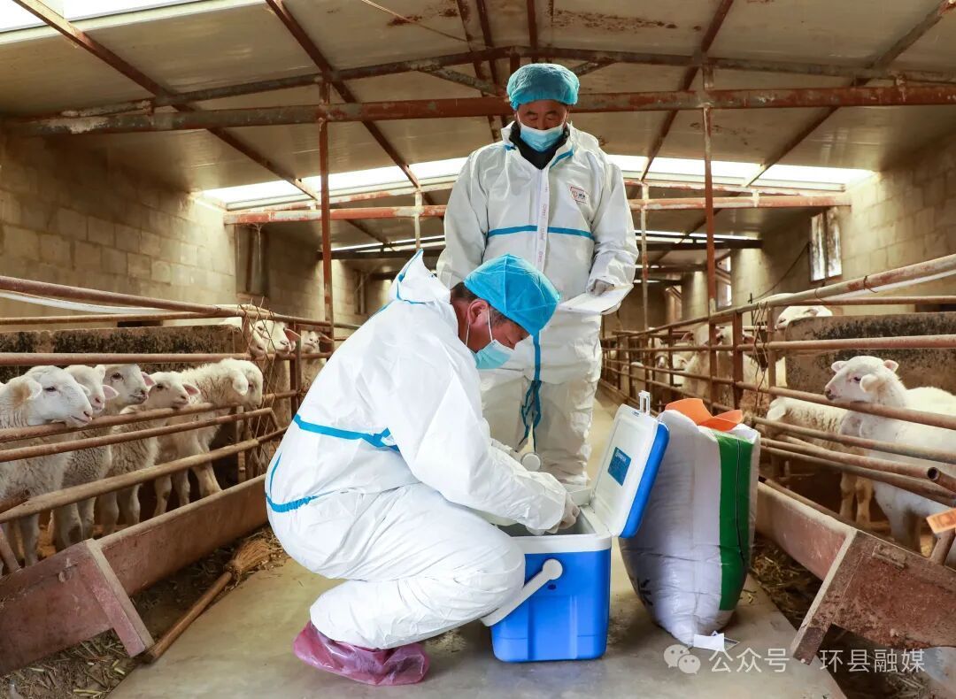 環(huán)縣全面開(kāi)展春季動(dòng)物防疫工作