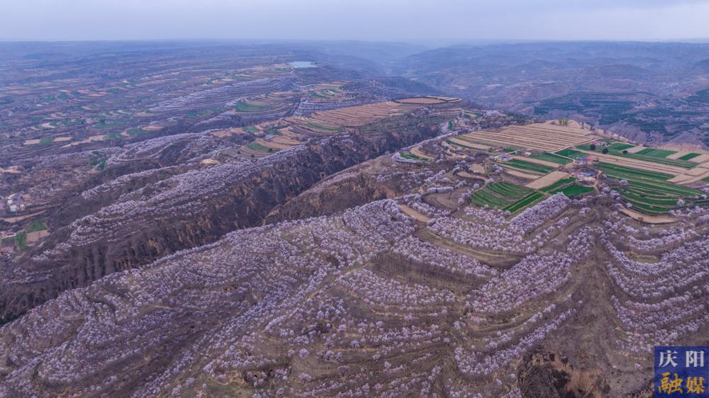 【攝影報(bào)道】絕美出圈！紅杏枝頭春意鬧，慶陽(yáng)春色已傾城