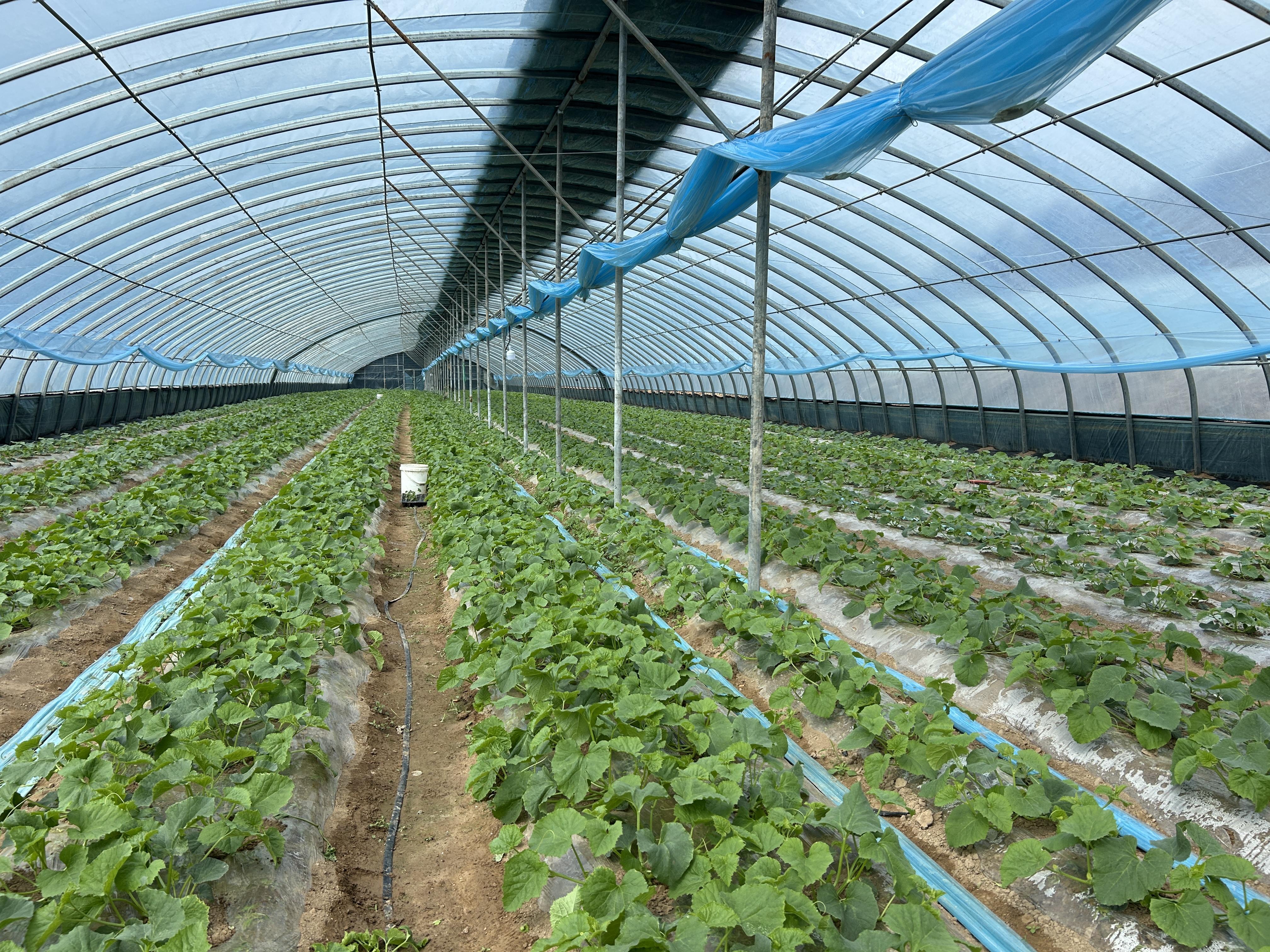 慶城縣  冬棚添新綠 “甜蜜”產(chǎn)業(yè)孕育新希望