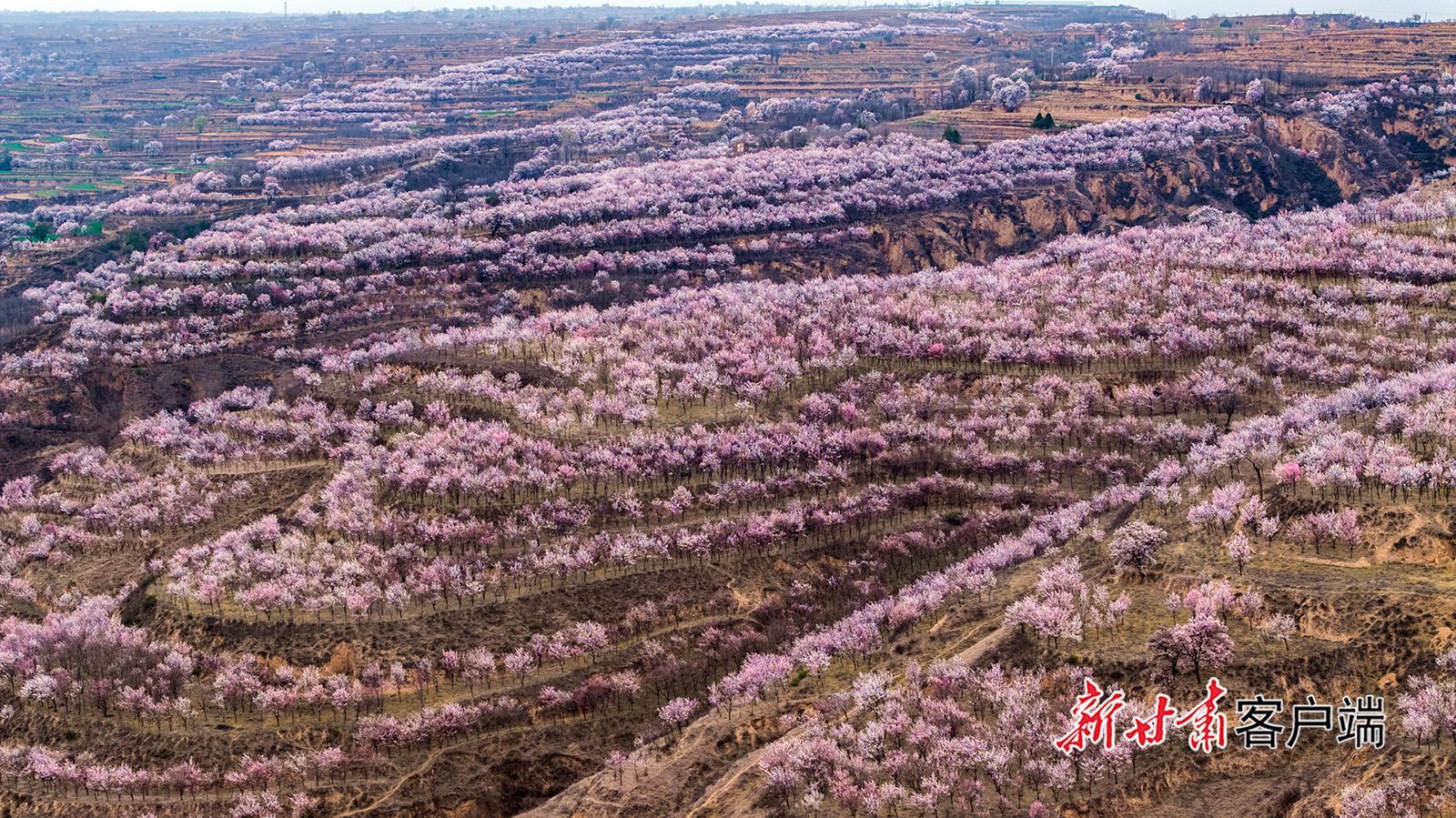 慶陽(yáng)：塬上杏花盛 春景入畫來(lái)