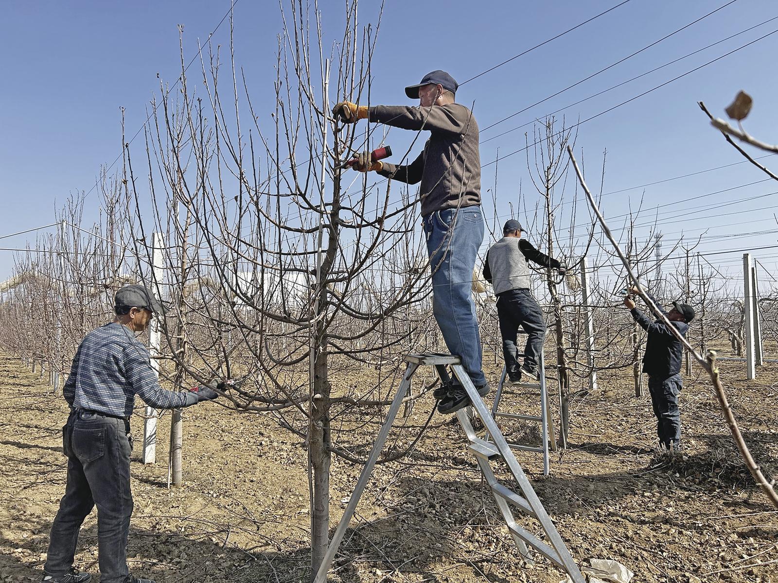 【鄉(xiāng)村振興】慶城縣：科技種果促增收 果農(nóng)爭當(dāng)“明星戶”