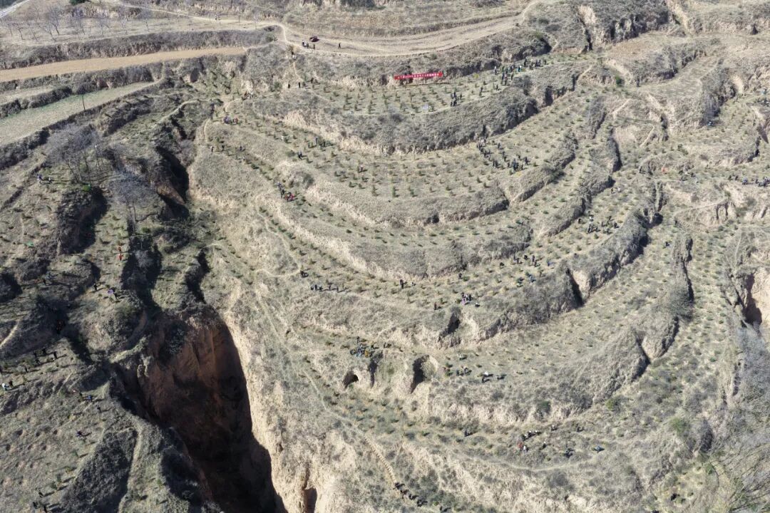 正寧縣直機(jī)關(guān)干部職工義務(wù)植樹為美麗家園添新綠