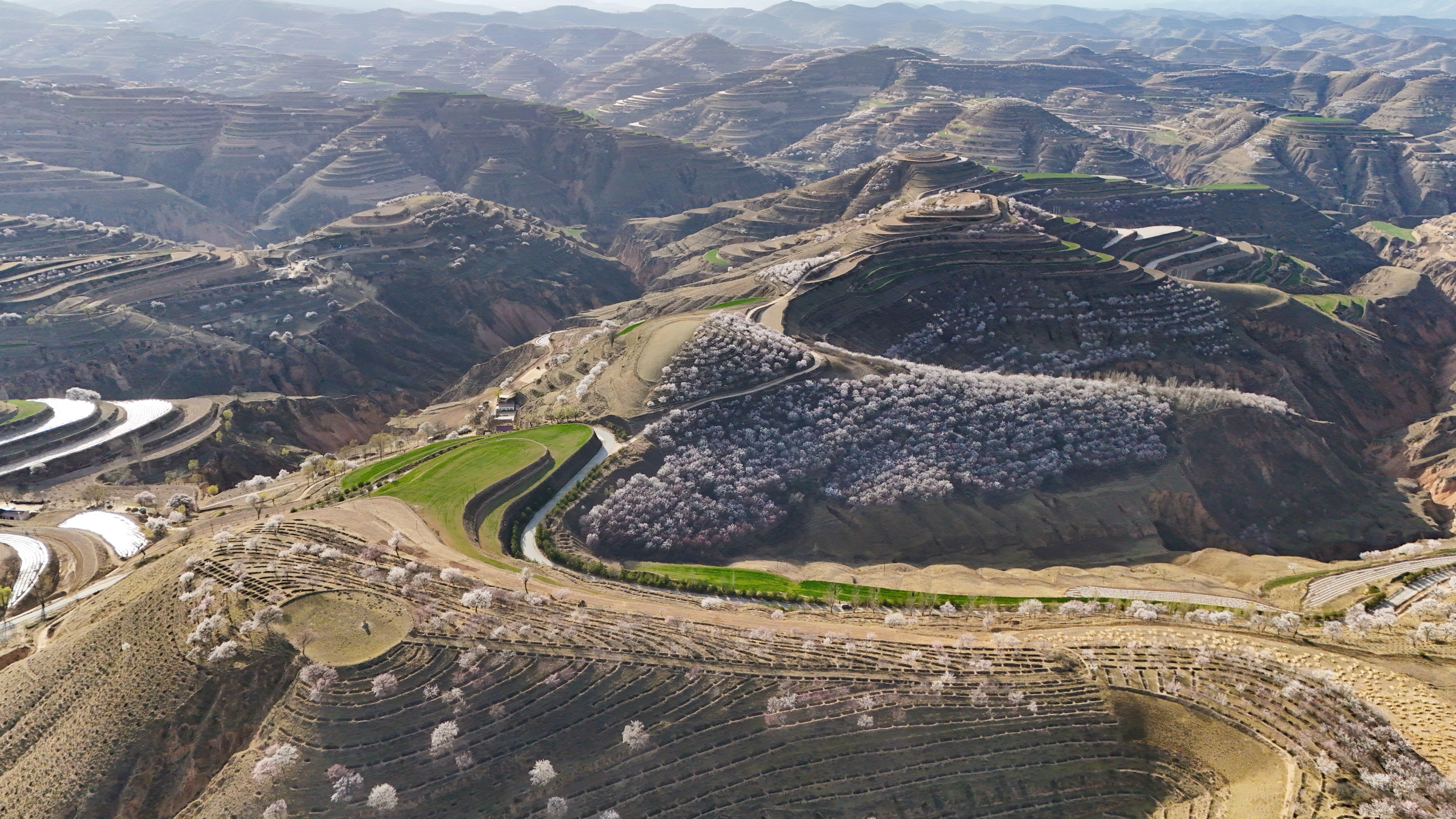 【攝影報(bào)道】風(fēng)拂隴原 環(huán)縣杏花染春山