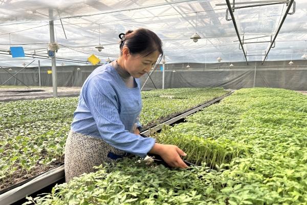 慶城縣  不負(fù)春光育好苗 繪就春耕新畫卷