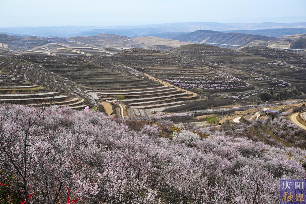【攝影報(bào)道】第二十二屆寧夏六盤山山花節(jié)暨農(nóng)文旅商體促消費(fèi)活動(dòng)啟幕