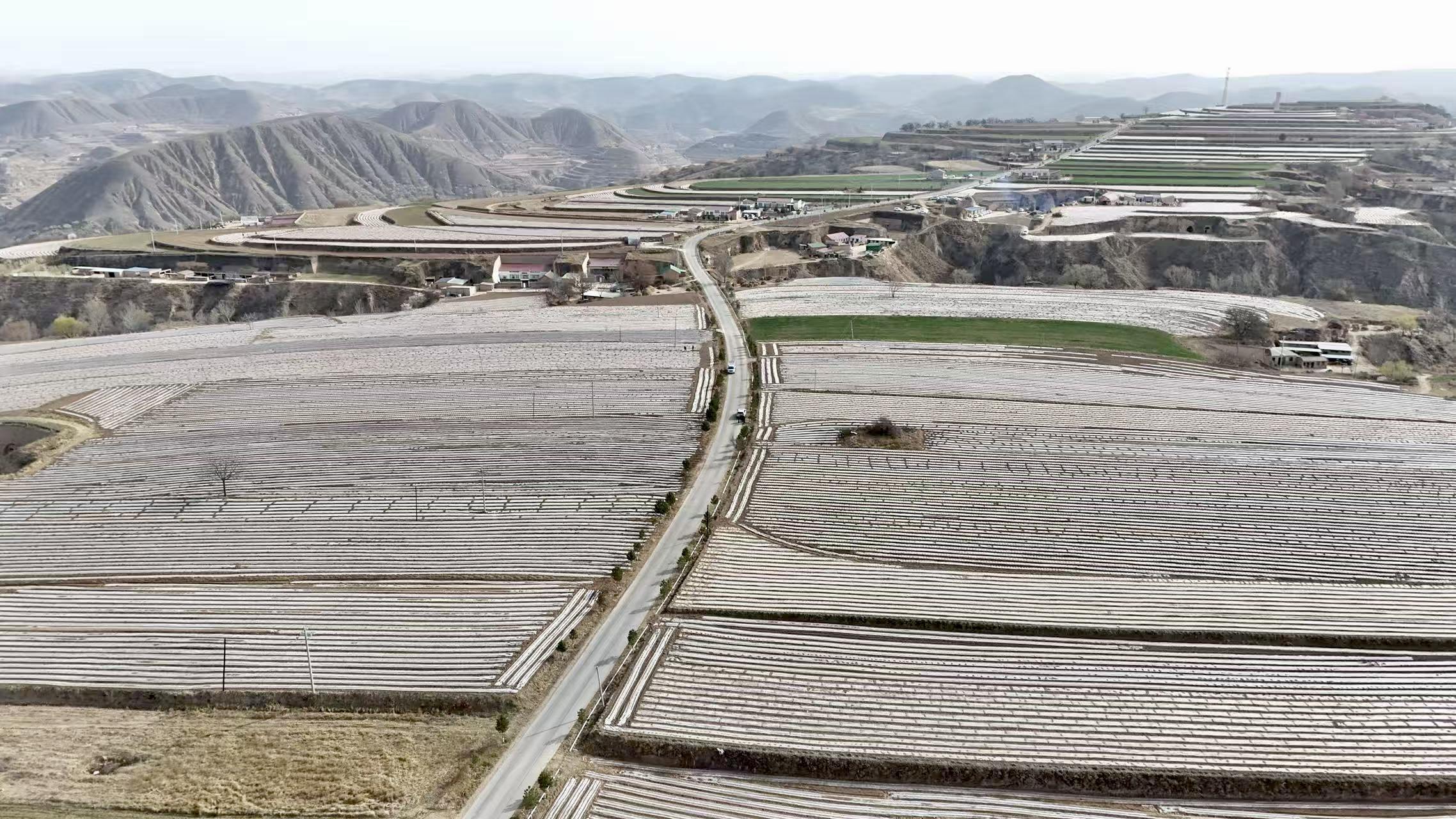 環(huán)縣樊家川鎮(zhèn)：特色產(chǎn)業(yè)繪就春耕新圖景