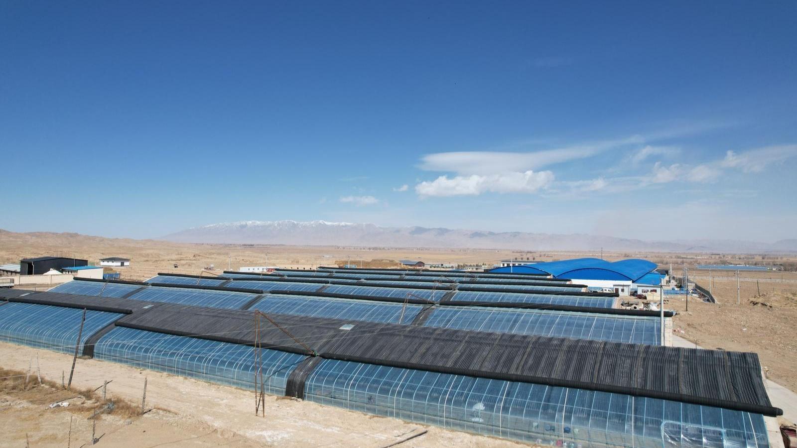 一棚新綠，滿目希望——從新城子鎮(zhèn)看甘肅永昌縣設(shè)施農(nóng)業(yè)奏響鄉(xiāng)村振興“交響曲”