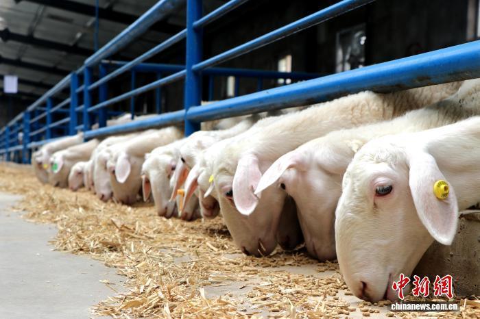 甘肅民勤一只羊的“芯”征程 “科技狠活”養(yǎng)出致富羊