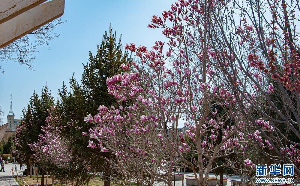 【大美甘肅】甘肅張掖：玉蘭花開(kāi) 暗香盈春