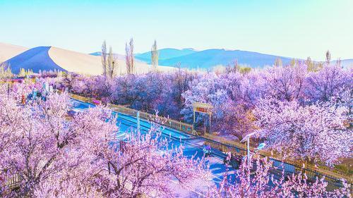 【專刊·旅游】沙海繁花 春滿敦煌