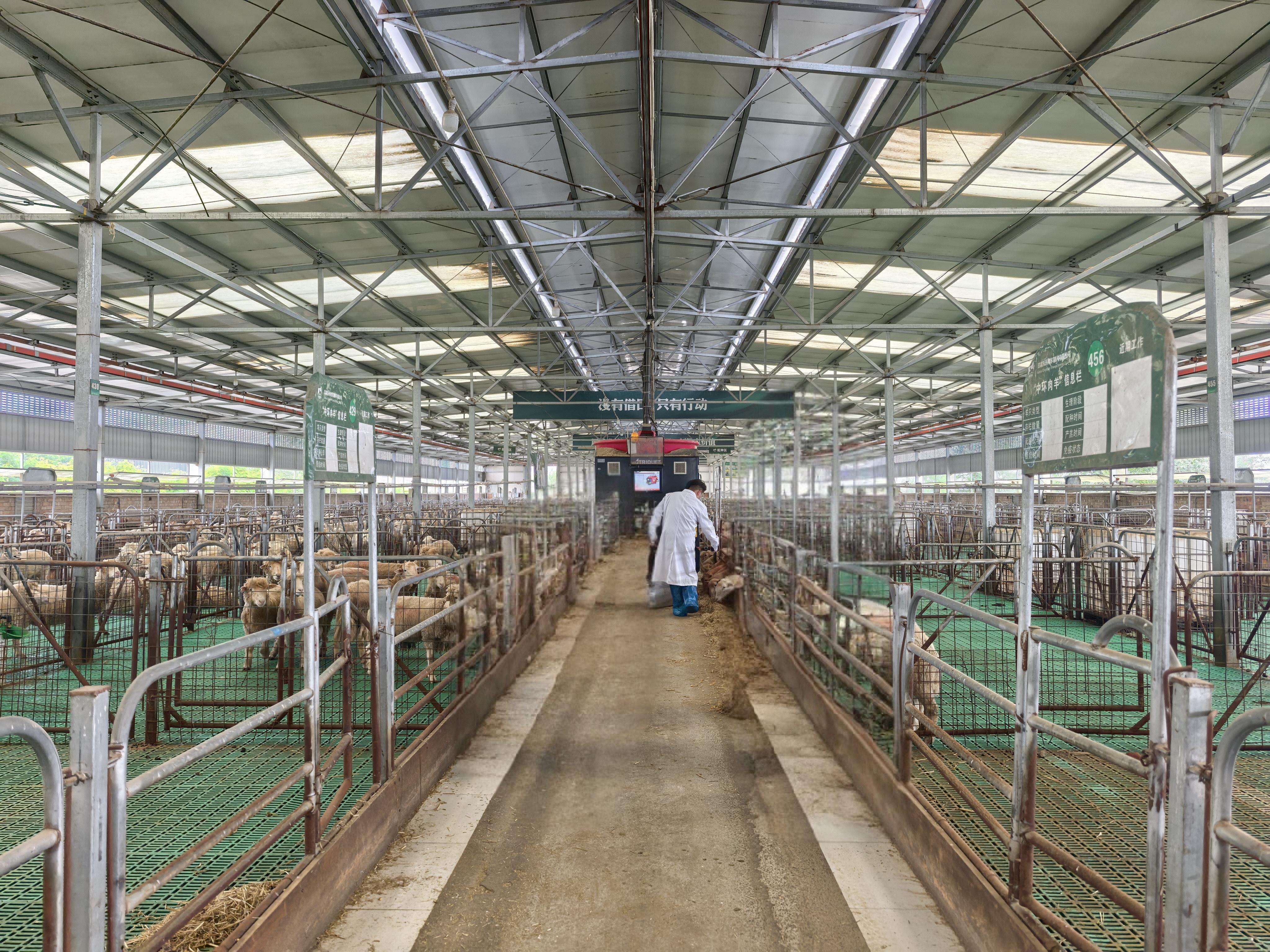 科技“拔節(jié)”  羊業(yè)“生長(zhǎng)”——環(huán)縣推動(dòng)肉羊產(chǎn)業(yè)全鏈條高質(zhì)量發(fā)展