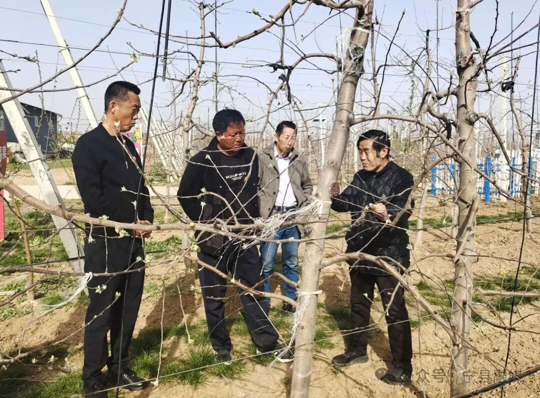 寧縣舉辦2026年春季蘋(píng)果花期霜凍預(yù)防座談會(huì)
