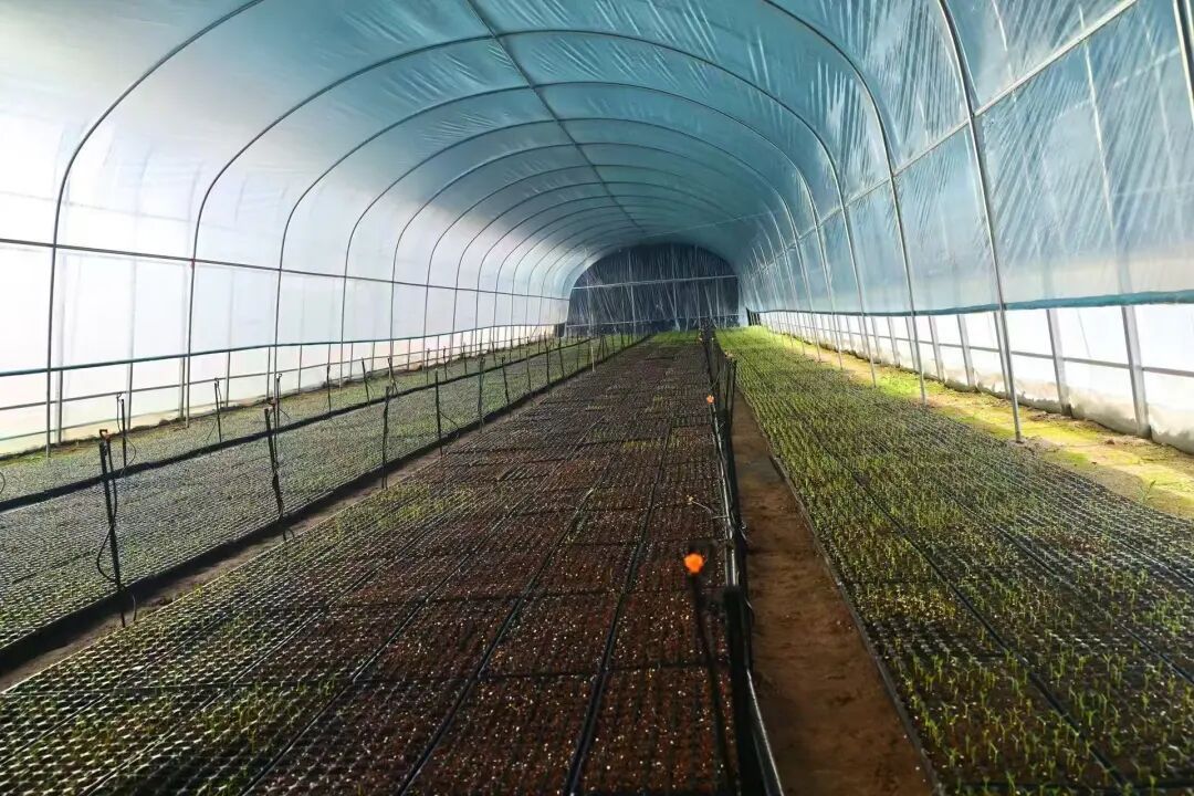 華池縣白馬鄉(xiāng)  打好產(chǎn)業(yè)“組合拳”  繪就振興新畫卷