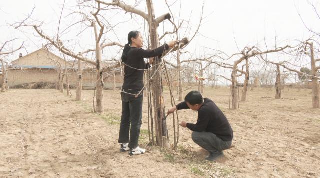 【春啟隴東 耕繪新篇】合水：果園春管修剪忙 助力秋后果飄香