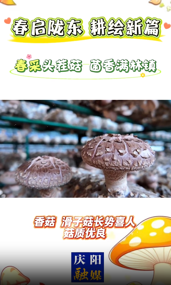 菌香啟新！華池縣林鎮(zhèn)鄉(xiāng)食用菌產(chǎn)業(yè)園首采豐收