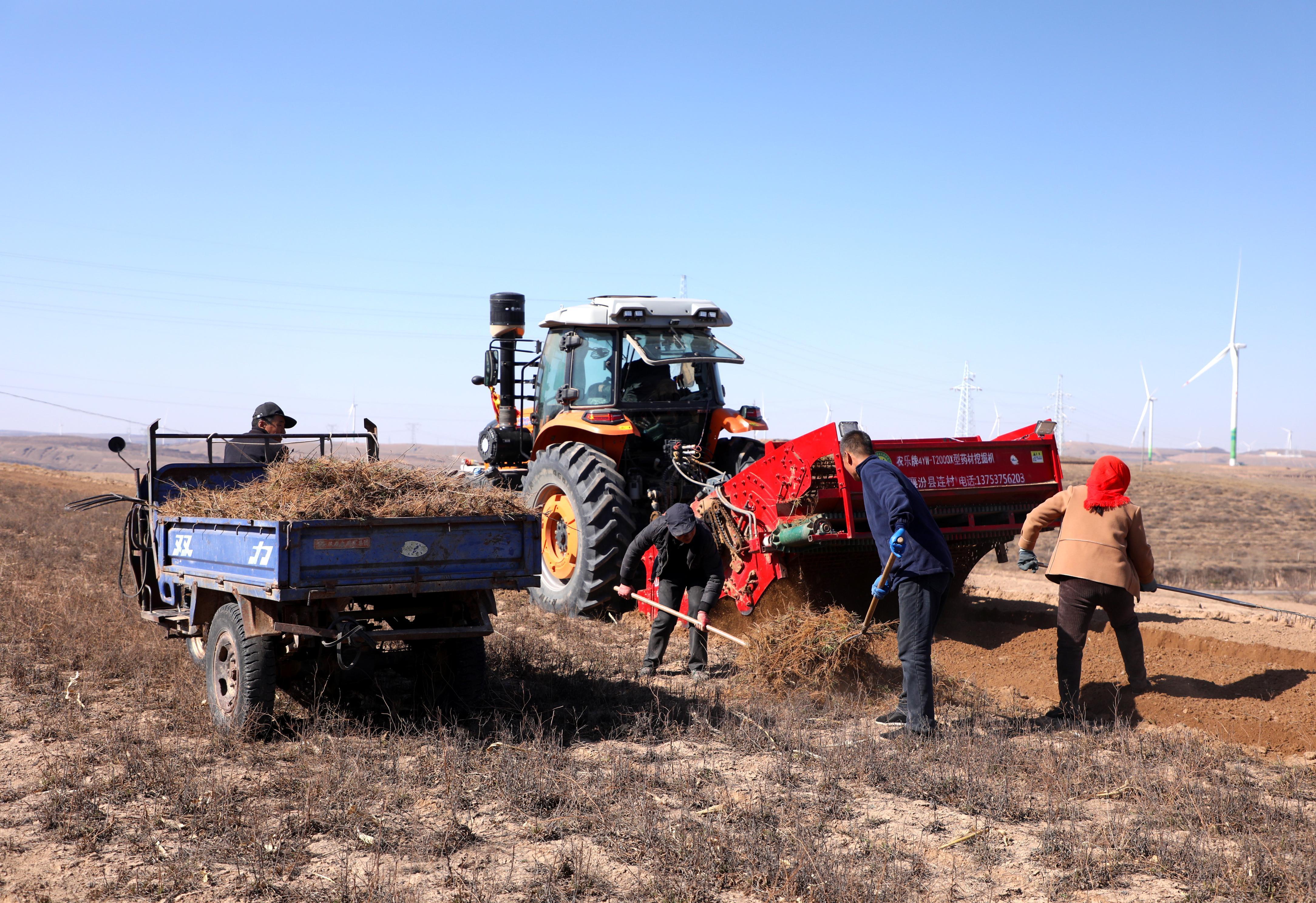 環(huán)縣  小柴胡種出大財(cái)富