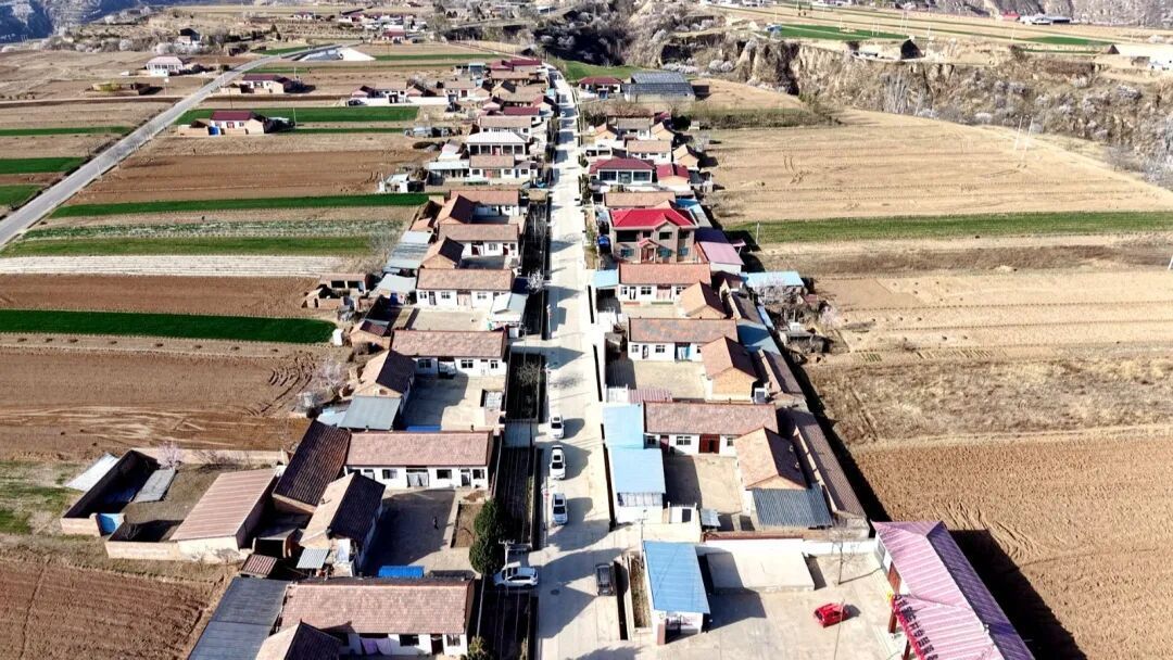 杏香滿園 黃花菜田鋪就致富路——華池縣王咀子鄉(xiāng)特色產(chǎn)業(yè)奏響振興新樂(lè)章