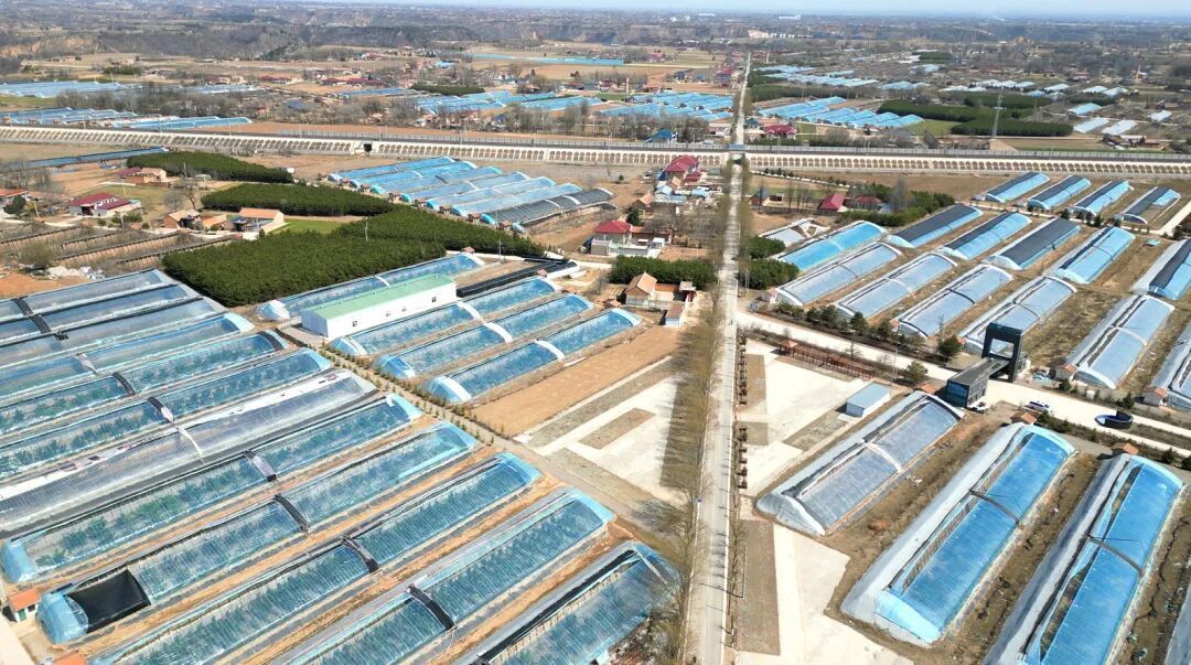 【春“峰”浩蕩滿目新】從“菜園子”到“錢袋子”——肖金鎮(zhèn)瓜菜產業(yè)繪就振興新圖景