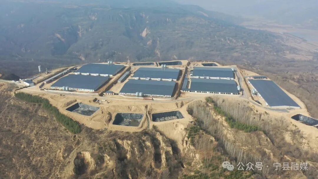 寧縣：生豬養(yǎng)殖“畜”勢(shì)勃發(fā) 鄉(xiāng)村振興“豬”事順?biāo)?>

                        <div   id=