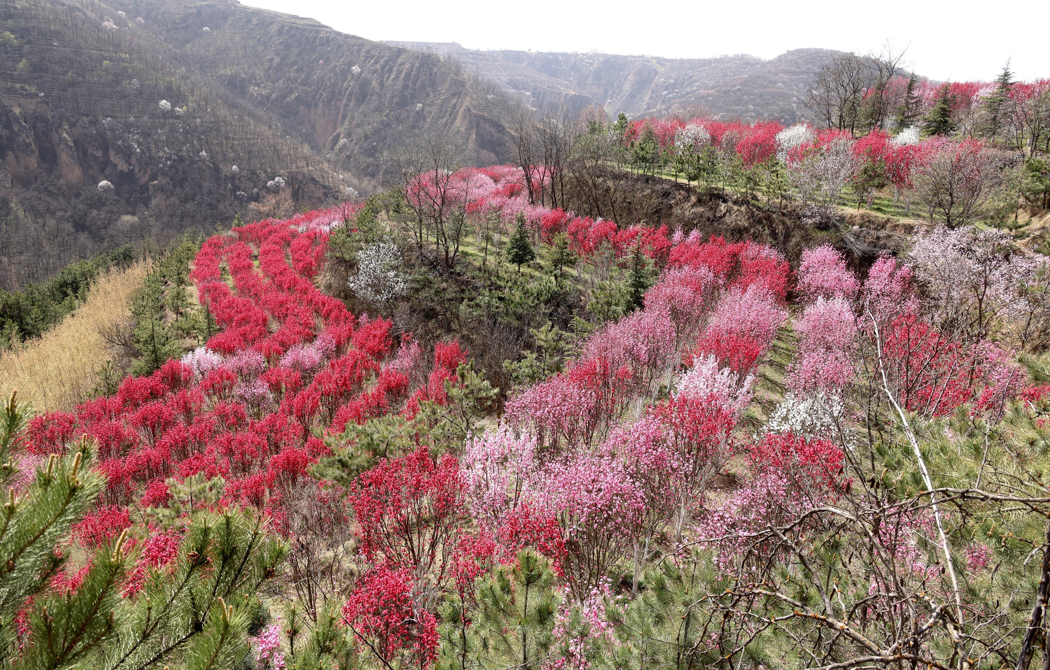 西峰區(qū)  春日花如海  美景醉游人