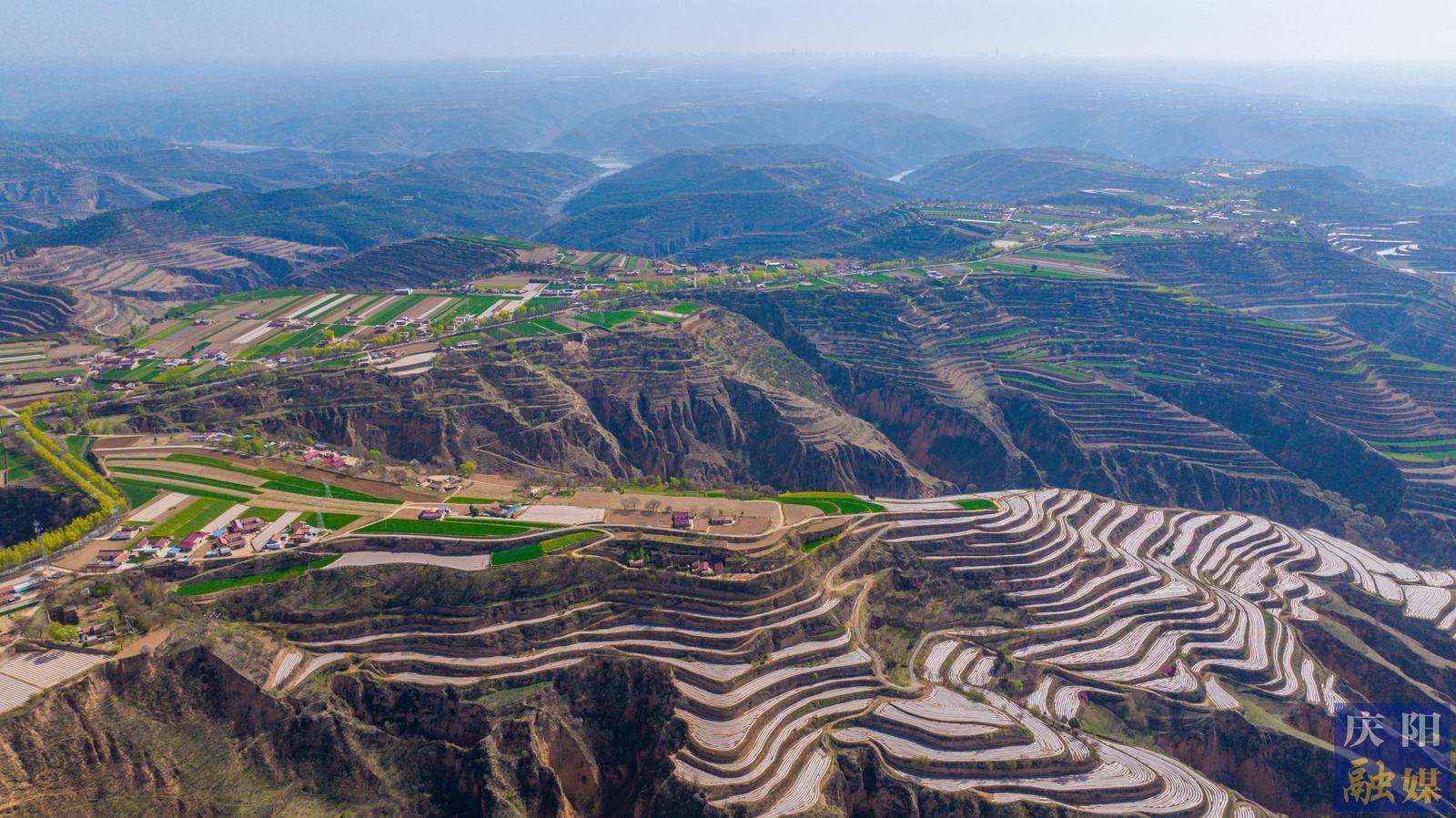 【攝影報(bào)道】塬上梯田鋪錦繡 鎮(zhèn)原春日入畫來