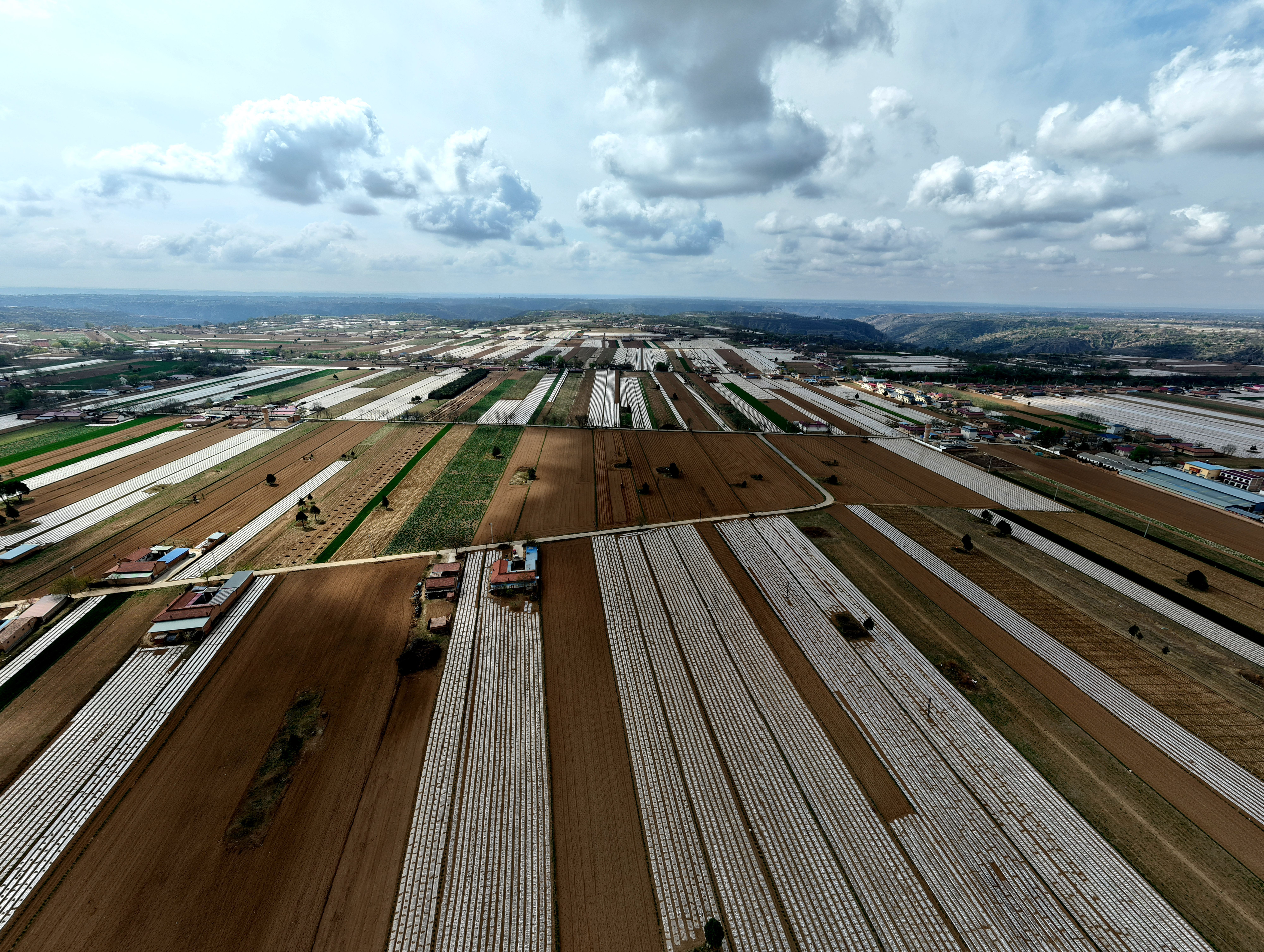 合水縣段家集鄉(xiāng)：支部帶頭種“金草” 千畝藥材富鄉(xiāng)鄰?