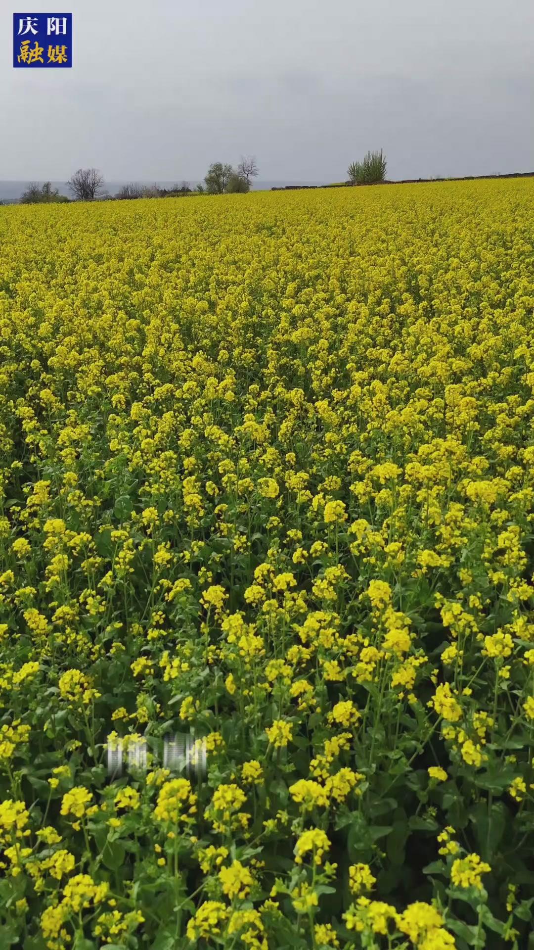 不負(fù)時(shí)光 遇見油菜花海
