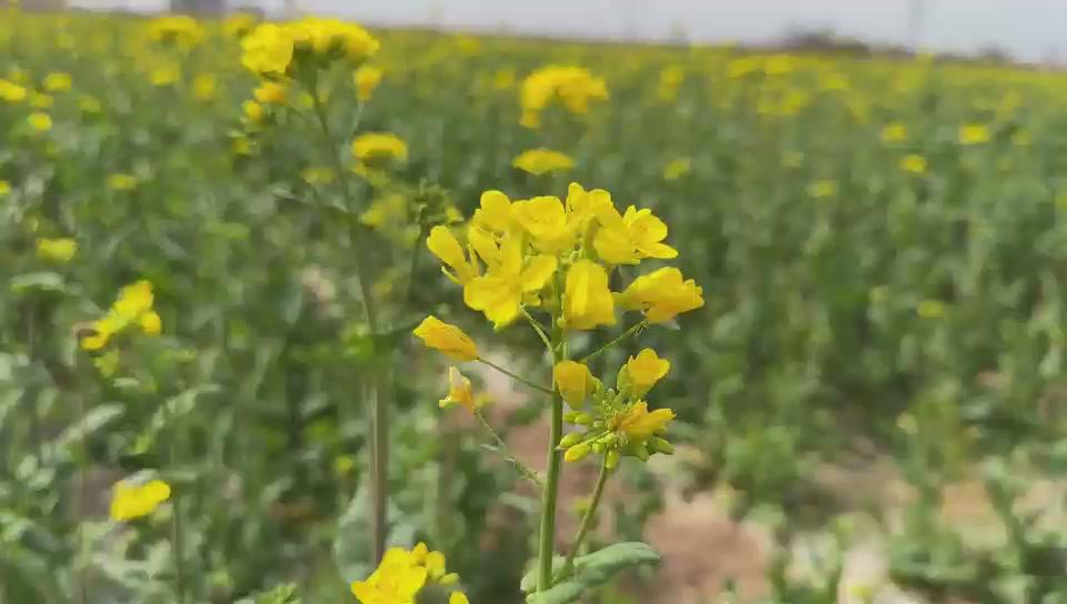 禾下乘涼夢·專家?guī)銇矸N田｜第二期：冬油菜蕾薹期田間管理