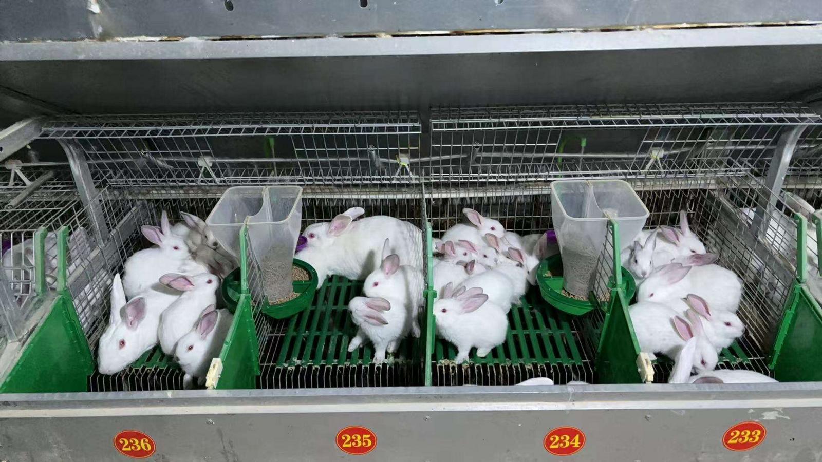 寧縣：小兔子“蹦”出鄉(xiāng)村振興大產(chǎn)業(yè)