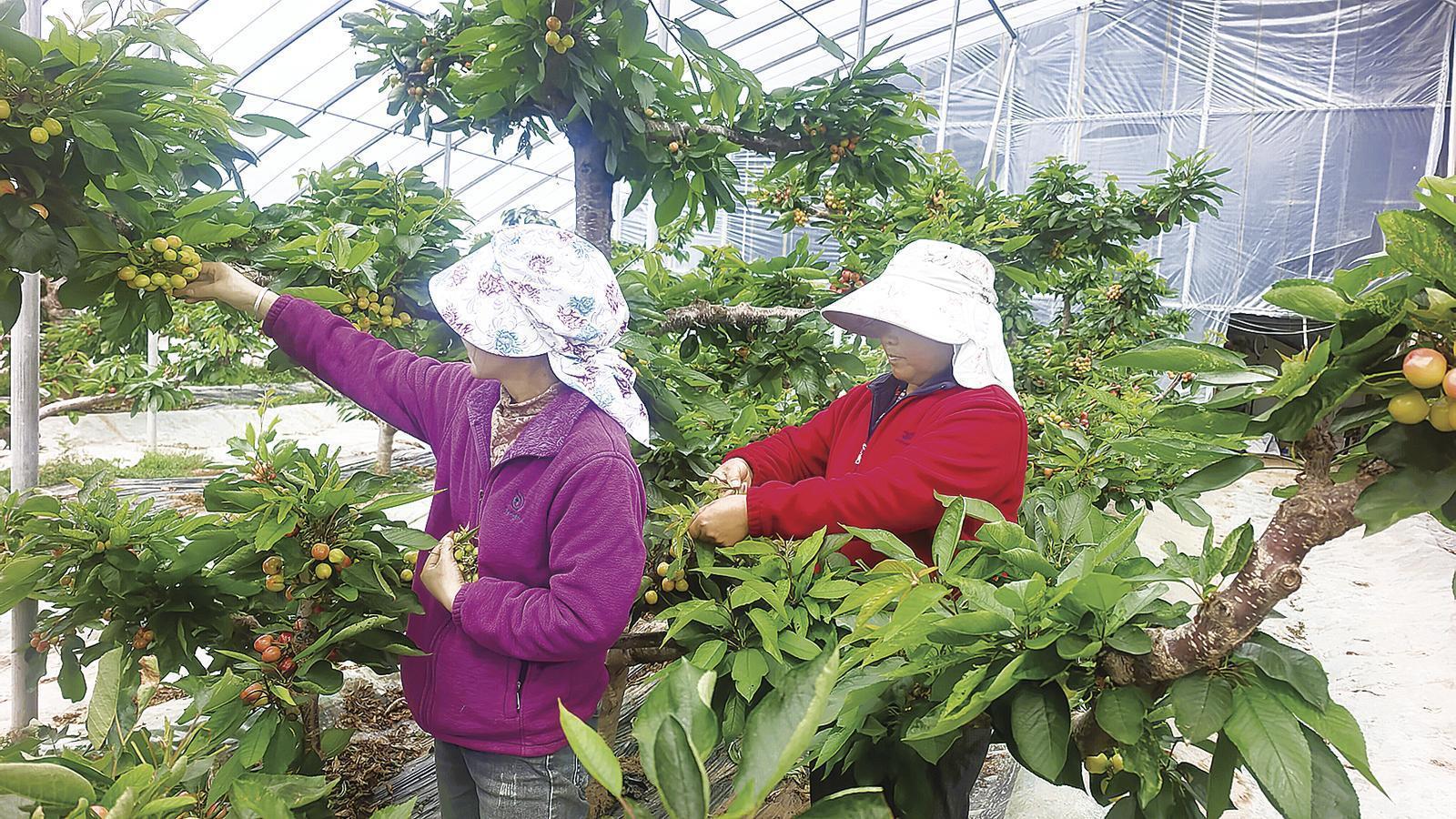 【鄉(xiāng)村振興】西峰區(qū)：櫻桃園里疏果忙 精細(xì)管護(hù)助增收