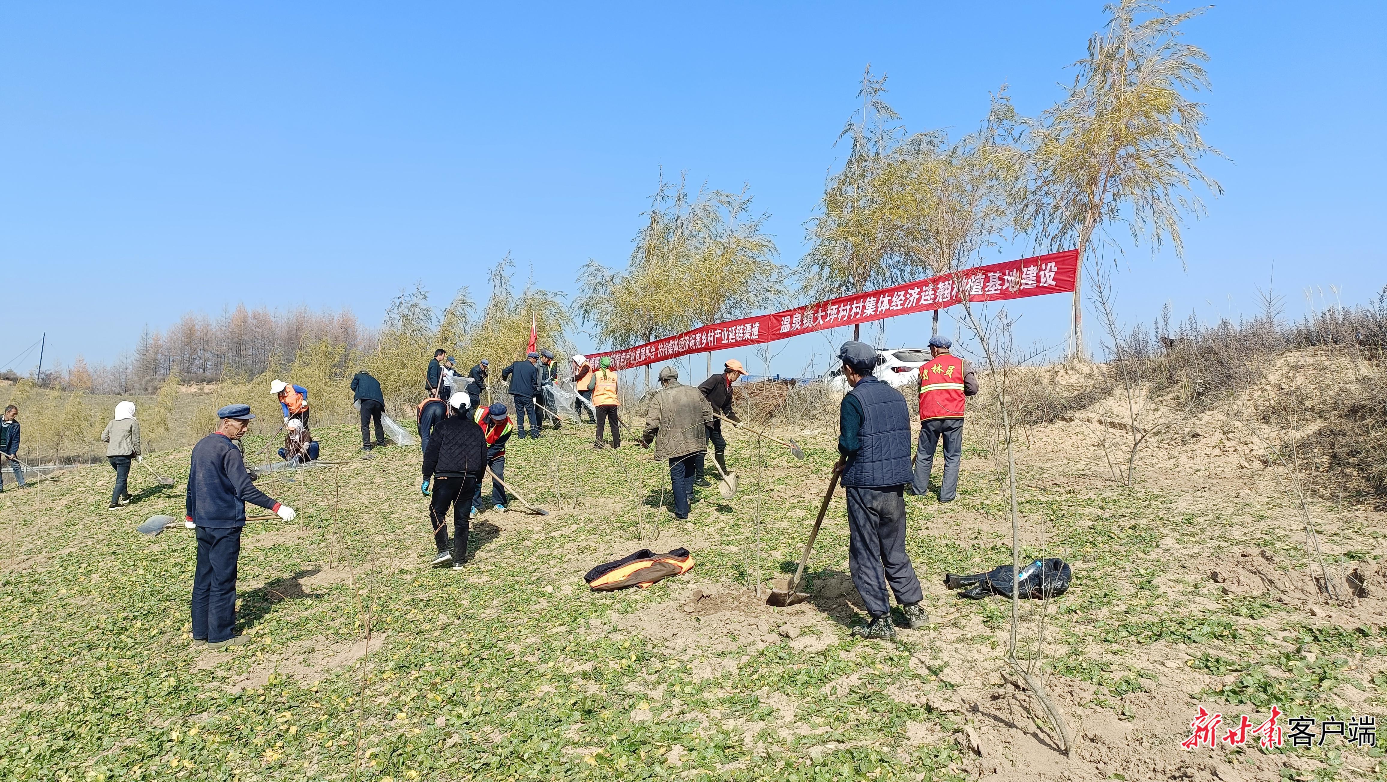 林下種藥，村強(qiáng)民富兩不誤