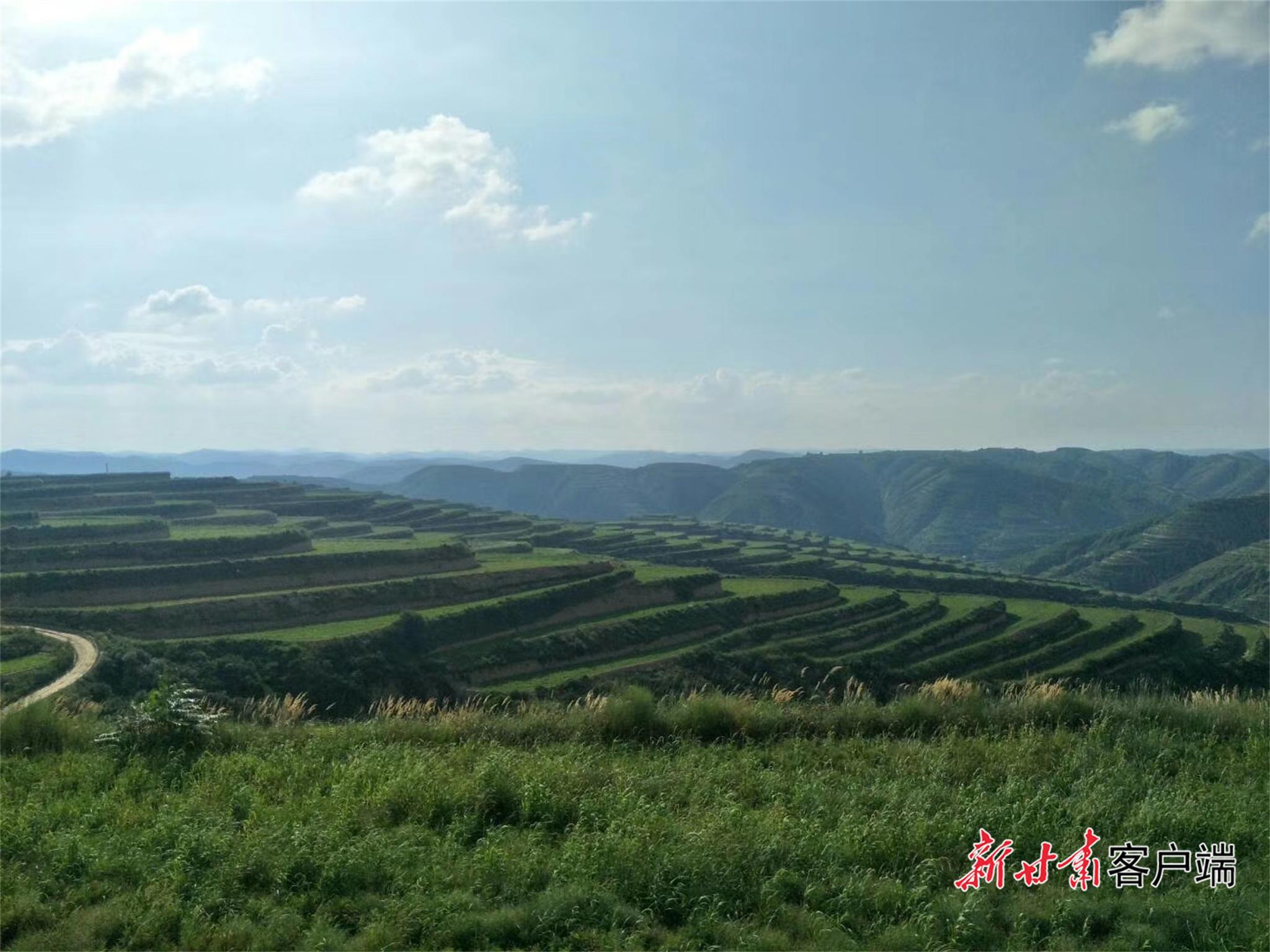 慶陽：“三位一體”打造中醫(yī)藥發(fā)展新高地