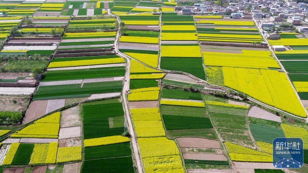 甘肅武山：黃土高原花開田園美