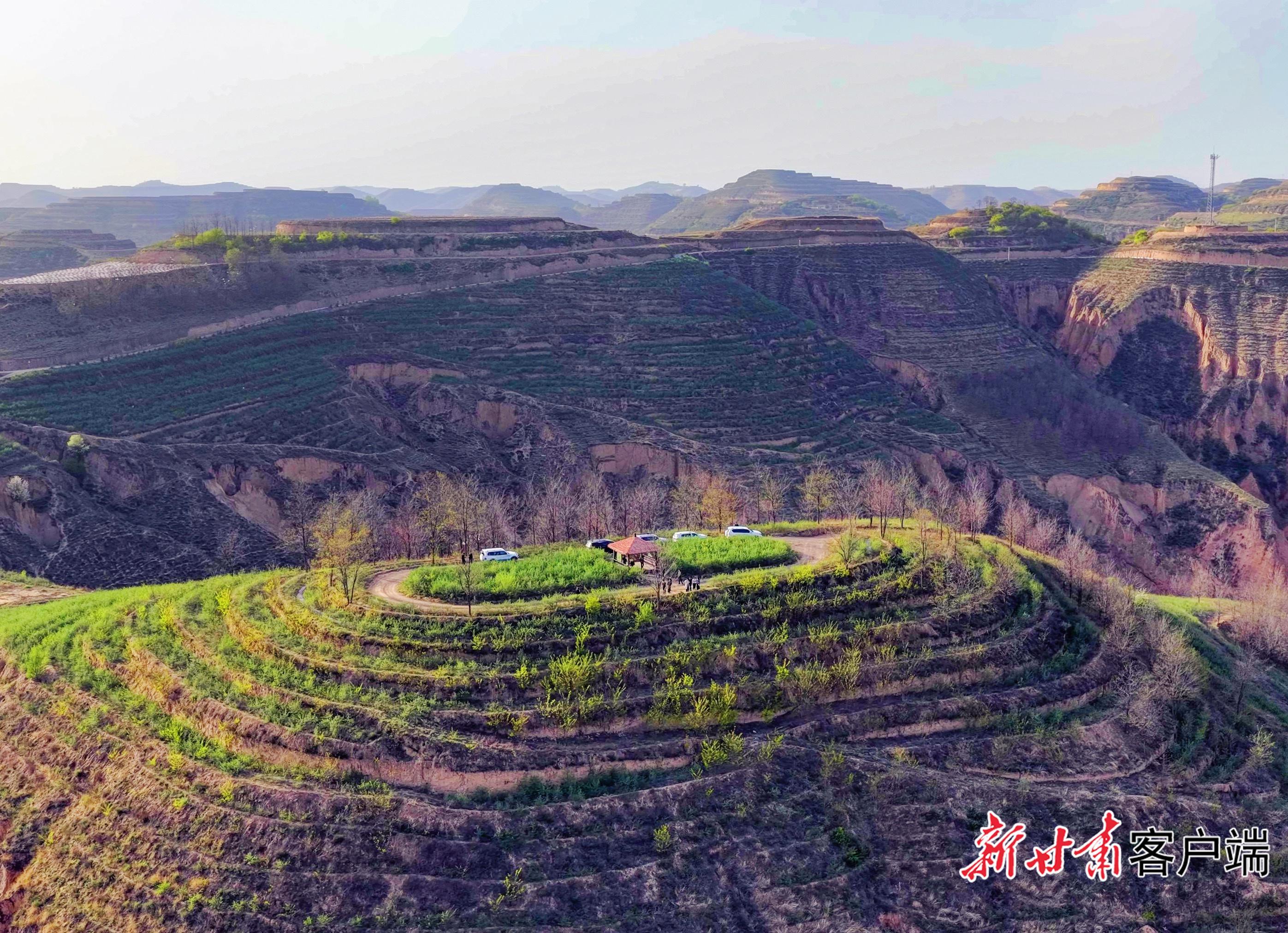 荒山披綠 小果生金——華池縣沙棘產(chǎn)業(yè)解鎖生態(tài)富民密碼